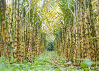 Brasil se prepara para recibir el mayor cultivo de caña de azúcar de su historia