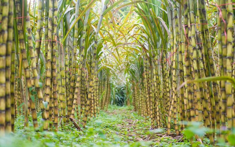 Brasil se prepara para recibir el mayor cultivo de caña de azúcar de su historia