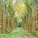 Brasil se prepara para recibir el mayor cultivo de caña de azúcar de su historia