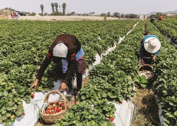 Perú… ¡Esperando a El Niño!