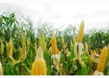 Brasil exportó 8,32 millones de toneladas de maíz en octubre pasado