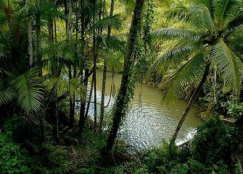 Lula: Brasil es capaz de proteger sus bosques y aumentar su producción agrícola