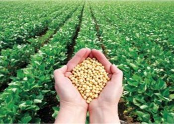 Brasil cultiva el 91% de la superficie de cultivo de soja