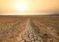El cambio climático amenaza la seguridad alimentaria mundial. La sequía en los campos de Brasil reduce la producción de café