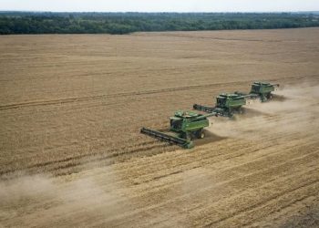 Los precios del trigo caen mientras los clientes evalúan las perspectivas de exportación de Argentina y los flujos del Mar Negro