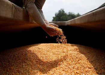 Maíz concluye 2023 decreciendo 31% en mayor pérdida en década, trigo y soja