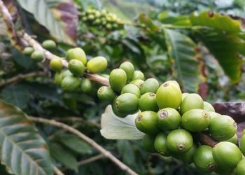 Cafetales colombianos