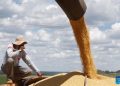 Brasil comienza la cosecha de soja debido al clima cálido y seco