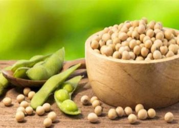 Cultivo de soja en Brasil enfrenta escasez de semillas necesarias para el cultivo