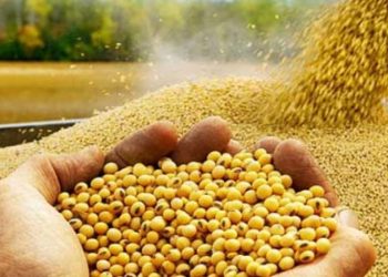 Se prevé que la producción de soja de Brasil disminuirá en 5 millones de toneladas