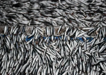 El Calentamiento de los Océanos y su Impacto Devastador en la Pesca Peruana