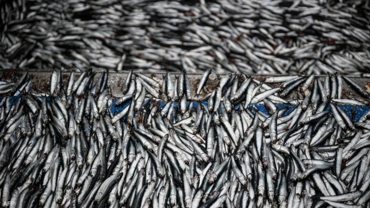 El Calentamiento de los Océanos y su Impacto Devastador en la Pesca Peruana