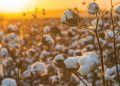 Brasil alcanza récord de producción de algodón en 2022-2023 a medida que aumenta la oferta global.