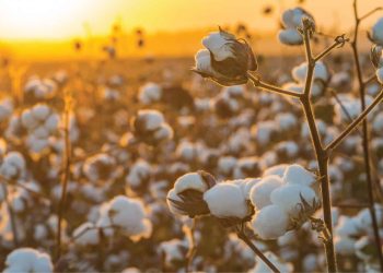 Brasil alcanza récord de producción de algodón en 2022-2023 a medida que aumenta la oferta global.