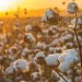 Brasil alcanza récord de producción de algodón en 2022-2023 a medida que aumenta la oferta global.