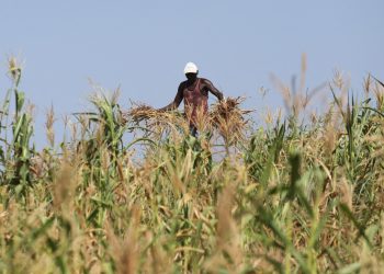 Argentina está impulsando salir del estancamiento en la agricultura mediante el uso de mejores semillas de Organismos Genéticamente Modificados (OGM).