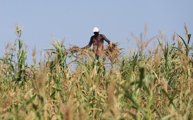 Argentina está impulsando salir del estancamiento en la agricultura mediante el uso de mejores semillas de Organismos Genéticamente Modificados (OGM).