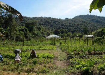 La superposición de propiedades rurales y bosques en Brasil: una preocupación creciente