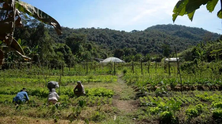 La superposición de propiedades rurales y bosques en Brasil: una preocupación creciente