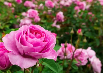 Beneficios florecientes: la lucrativa industria exportadora de flores de Colombia