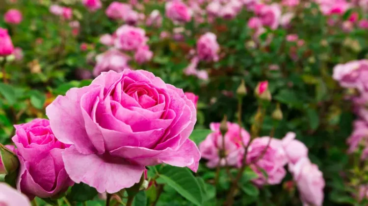 Beneficios florecientes: la lucrativa industria exportadora de flores de Colombia