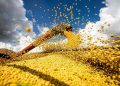 Conab espera una disminución en la producción de granos en Brasil para la temporada 2023/2024.