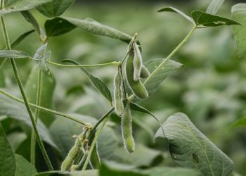 Los Pesticidas Naturales Logran Avances Significativos en el Sector Agrícola de Brasil.