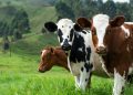 brown and white cow on green grass field during daytime
