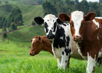 brown and white cow on green grass field during daytime