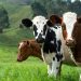 brown and white cow on green grass field during daytime