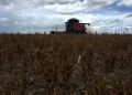 Temperaturas récord en Argentina afectan el rendimiento de la soja