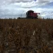 Temperaturas récord en Argentina afectan el rendimiento de la soja