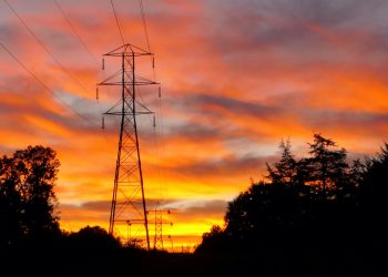 a tall tower sitting in the middle of a forest
