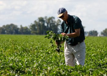 Buenas noticias para la soja argentina: Lluvias impulsan récord en la cosecha
