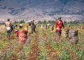 Paisajes Contrastantes: Tendencias Del Mercado De Insumos Agrícolas en Estados Unidos Y América Del Sur