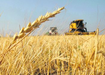 La Producción de Trigo en Argentina para 2024/25 Aumentará, Mientras que el Maíz Enfrenta Desafíos