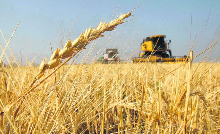 La Producción de Trigo en Argentina para 2024/25 Aumentará, Mientras que el Maíz Enfrenta Desafíos