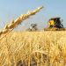 La Producción de Trigo en Argentina para 2024/25 Aumentará, Mientras que el Maíz Enfrenta Desafíos