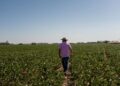 Los Agricultores Argentinos Cambian el Enfoque a la Soja Ante los Desafíos del Maíz