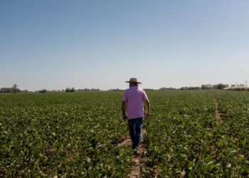 Los Agricultores Argentinos Cambian el Enfoque a la Soja Ante los Desafíos del Maíz