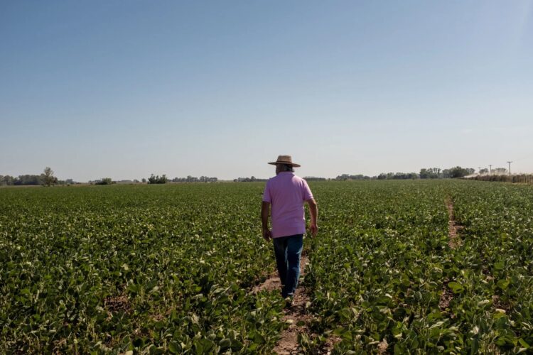 Los Agricultores Argentinos Cambian el Enfoque a la Soja Ante los Desafíos del Maíz