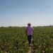 Los Agricultores Argentinos Cambian el Enfoque a la Soja Ante los Desafíos del Maíz