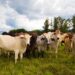 Brazil’s IBAMA Imposes $64 Million Fines on Cattle Ranches to Combat Amazon Deforestation